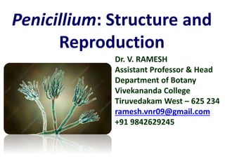 Penicillium: Structure and
Reproduction
Dr. V. RAMESH
Assistant Professor & Head
Department of Botany
Vivekananda College
Tiruvedakam West – 625 234
ramesh.vnr09@gmail.com
+91 9842629245
 