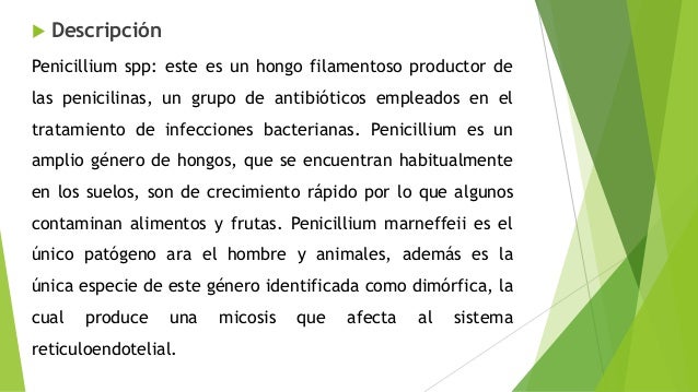 El hongo sobre las uñas de los pies. Que hacer