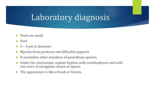 Laboratory diagnosis
 Yeast are small.
 Oval
 2 – 4 µm in diameter
 Mycelia form produces red diffusible pigment
 It resembles other members of penicillium species.
 Under the microscope, septate hyphae with conidiophores and with
two rows of sterigmata chains of spores.
 The appearance is like a brush or broom.
 
