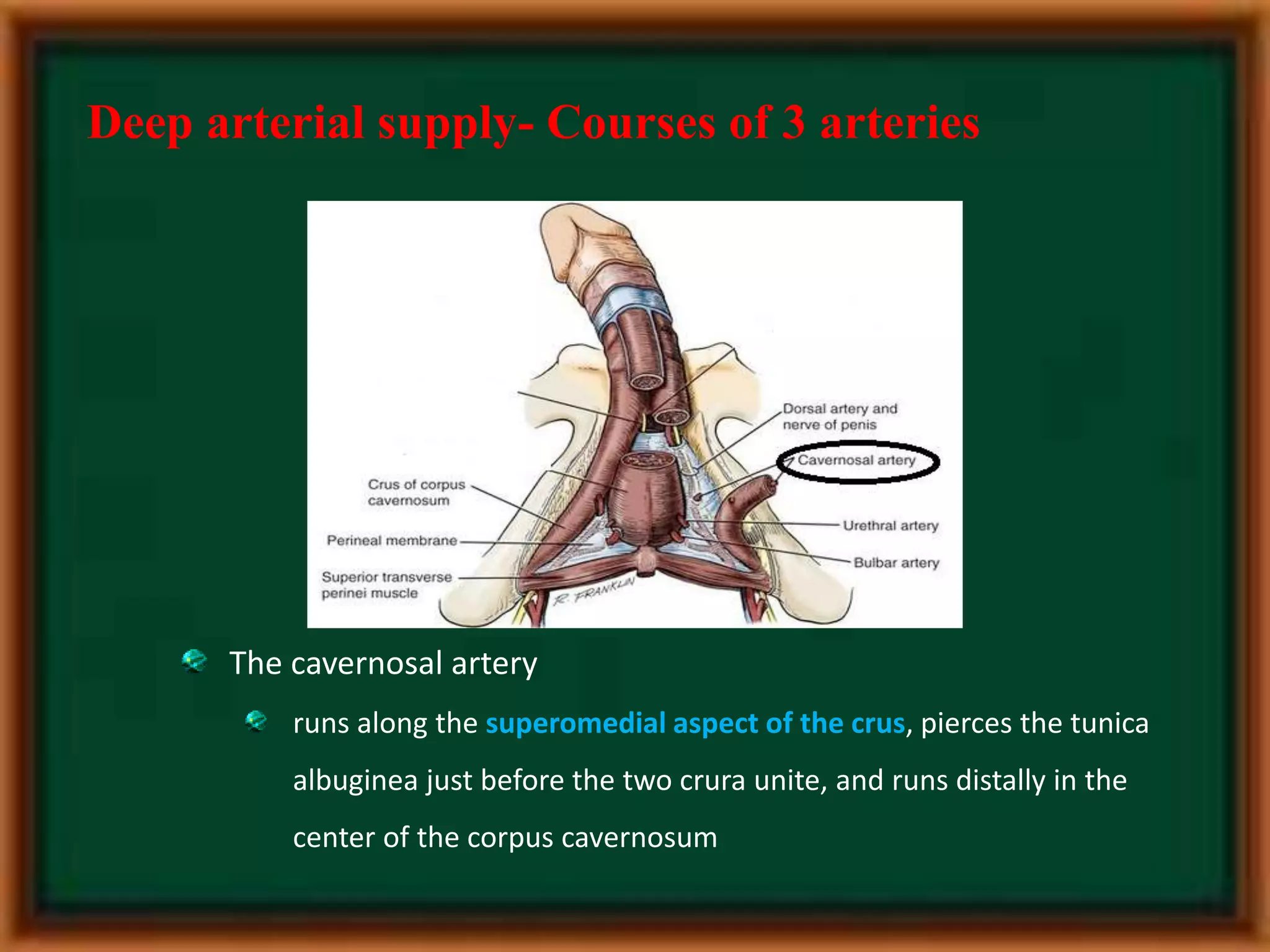 Penile anatomy | PPTX