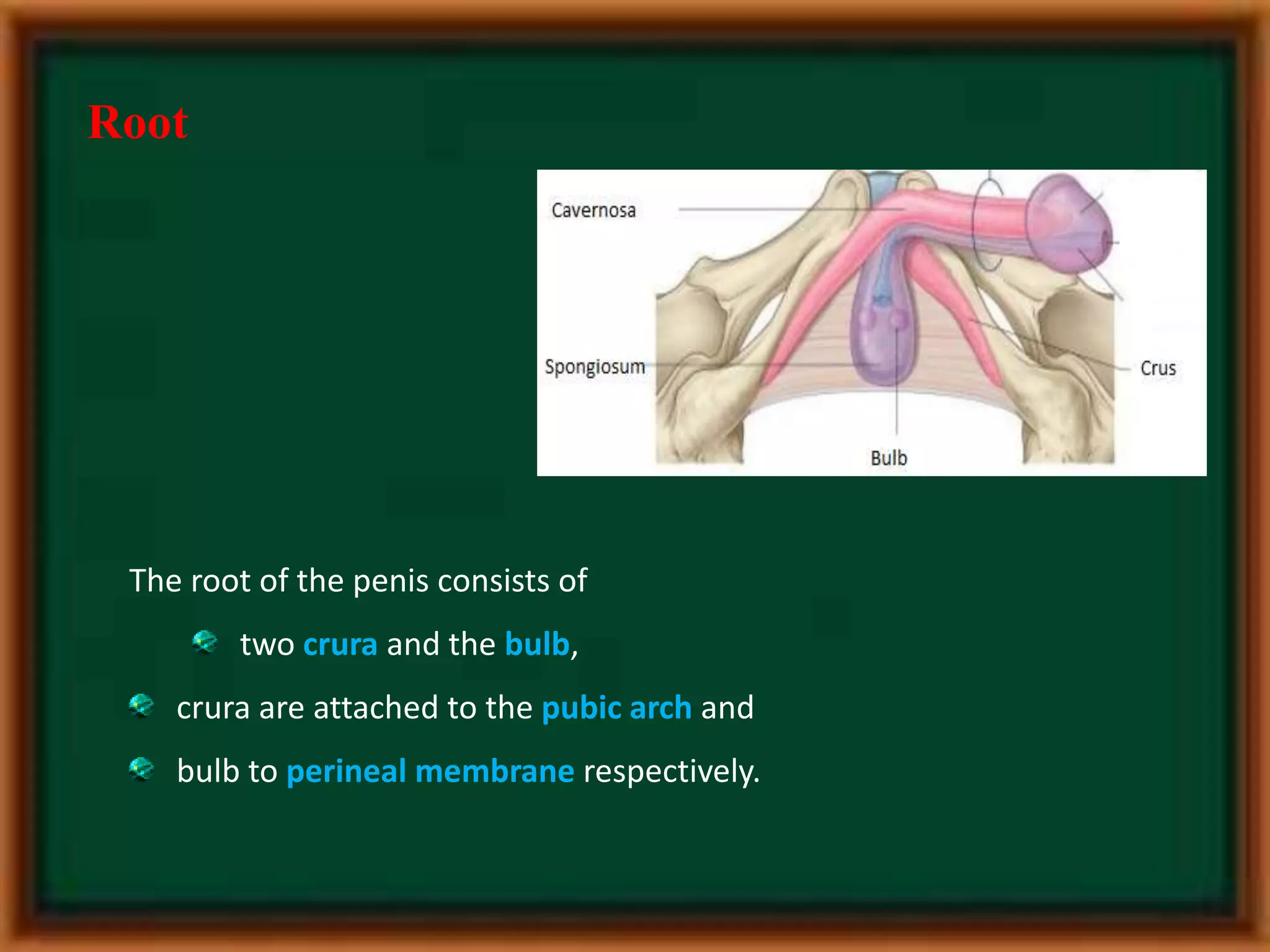 penile-anatomy-pptx