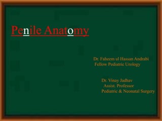 Penile Anatomy
Dr. Faheem ul Hassan Andrabi
Fellow Pediatric Urology
Dr. Vinay Jadhav
Assist. Professor
Pediatric & Neonatal Surgery
 