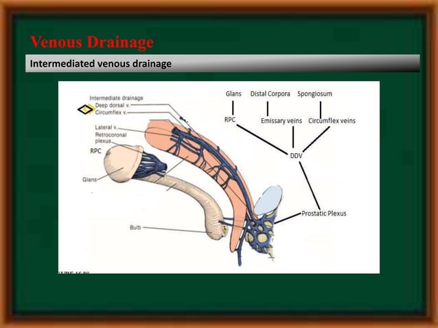 Penile anatomy | PPTX | Sexual Conditions | Sexual Health
