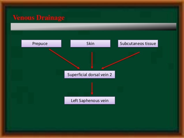 Penile anatomy