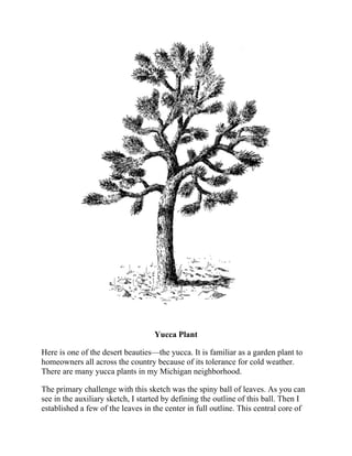 Yucca Plant
Here is one of the desert beauties—the yucca. It is familiar as a garden plant to
homeowners all across the country because of its tolerance for cold weather.
There are many yucca plants in my Michigan neighborhood.
The primary challenge with this sketch was the spiny ball of leaves. As you can
see in the auxiliary sketch, I started by defining the outline of this ball. Then I
established a few of the leaves in the center in full outline. This central core of
leaves included those coming straight out at the reader as well as some that
 
