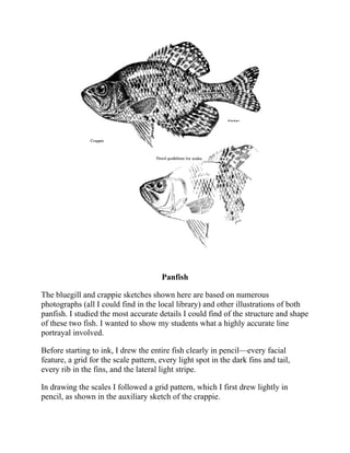 Panfish
The bluegill and crappie sketches shown here are based on numerous
photographs (all I could find in the local library) and other illustrations of both
panfish. I studied the most accurate details I could find of the structure and shape
of these two fish. I wanted to show my students what a highly accurate line
portrayal involved.
Before starting to ink, I drew the entire fish clearly in pencil—every facial
feature, a grid for the scale pattern, every light spot in the dark fins and tail,
every rib in the fins, and the lateral light stripe.
In drawing the scales I followed a grid pattern, which I first drew lightly in
pencil, as shown in the auxiliary sketch of the crappie.
 