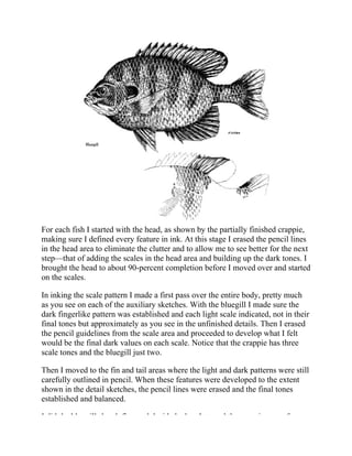 For each fish I started with the head, as shown by the partially finished crappie,
making sure I defined every feature in ink. At this stage I erased the pencil lines
in the head area to eliminate the clutter and to allow me to see better for the next
step—that of adding the scales in the head area and building up the dark tones. I
brought the head to about 90-percent completion before I moved over and started
on the scales.
In inking the scale pattern I made a first pass over the entire body, pretty much
as you see on each of the auxiliary sketches. With the bluegill I made sure the
dark fingerlike pattern was established and each light scale indicated, not in their
final tones but approximately as you see in the unfinished details. Then I erased
the pencil guidelines from the scale area and proceeded to develop what I felt
would be the final dark values on each scale. Notice that the crappie has three
scale tones and the bluegill just two.
Then I moved to the fin and tail areas where the light and dark patterns were still
carefully outlined in pencil. When these features were developed to the extent
shown in the detail sketches, the pencil lines were erased and the final tones
established and balanced.
I did the bluegill sketch first and decided when I started the crappie to try for a
 