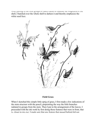 After putting in the little groups of hatch marks to indicate the roughness of the
shell, I hatched over the whole shell to darken it and thereby emphasize the
white seed fuzz.
Field Grass
When I sketched this simple little sprig of grass, I first made a few indications of
the stem structure with the pencil, pinpointing the way the little branches
radiated in groups from the stem. Then I put in the arrangement of the leaves. I
proceeded with the ink work by first doing those features that were in front, that
is, closer to my eye. I made sure that any feature that passed behind did not
 