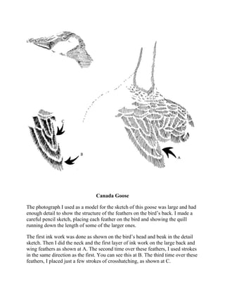 Canada Goose
The photograph I used as a model for the sketch of this goose was large and had
enough detail to show the structure of the feathers on the bird’s back. I made a
careful pencil sketch, placing each feather on the bird and showing the quill
running down the length of some of the larger ones.
The first ink work was done as shown on the bird’s head and beak in the detail
sketch. Then I did the neck and the first layer of ink work on the large back and
wing feathers as shown at A. The second time over these feathers, I used strokes
in the same direction as the first. You can see this at B. The third time over these
feathers, I placed just a few strokes of crosshatching, as shown at C.
 