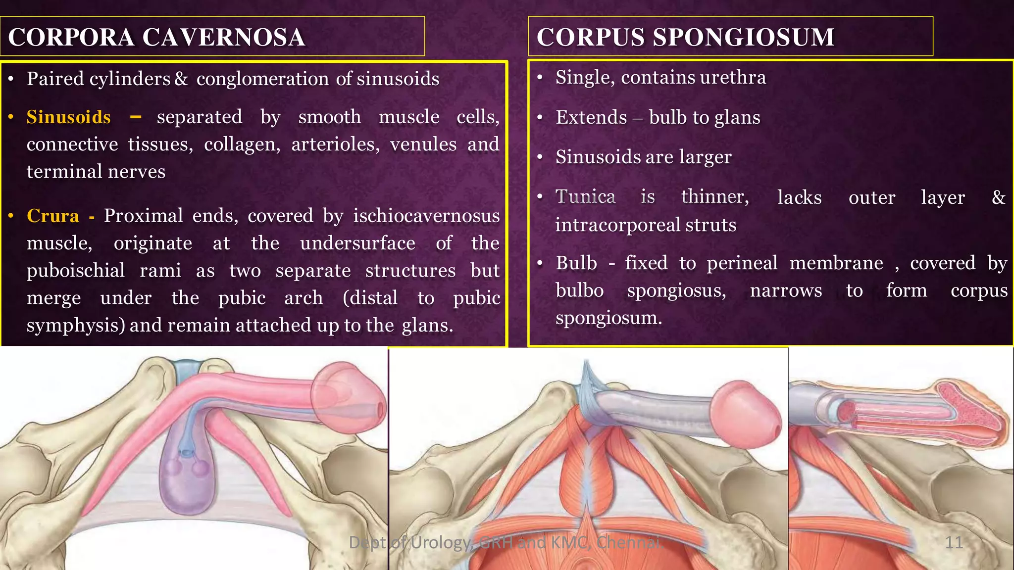 Penis Erection Physiology PDF penis-erection-physiology-pdf