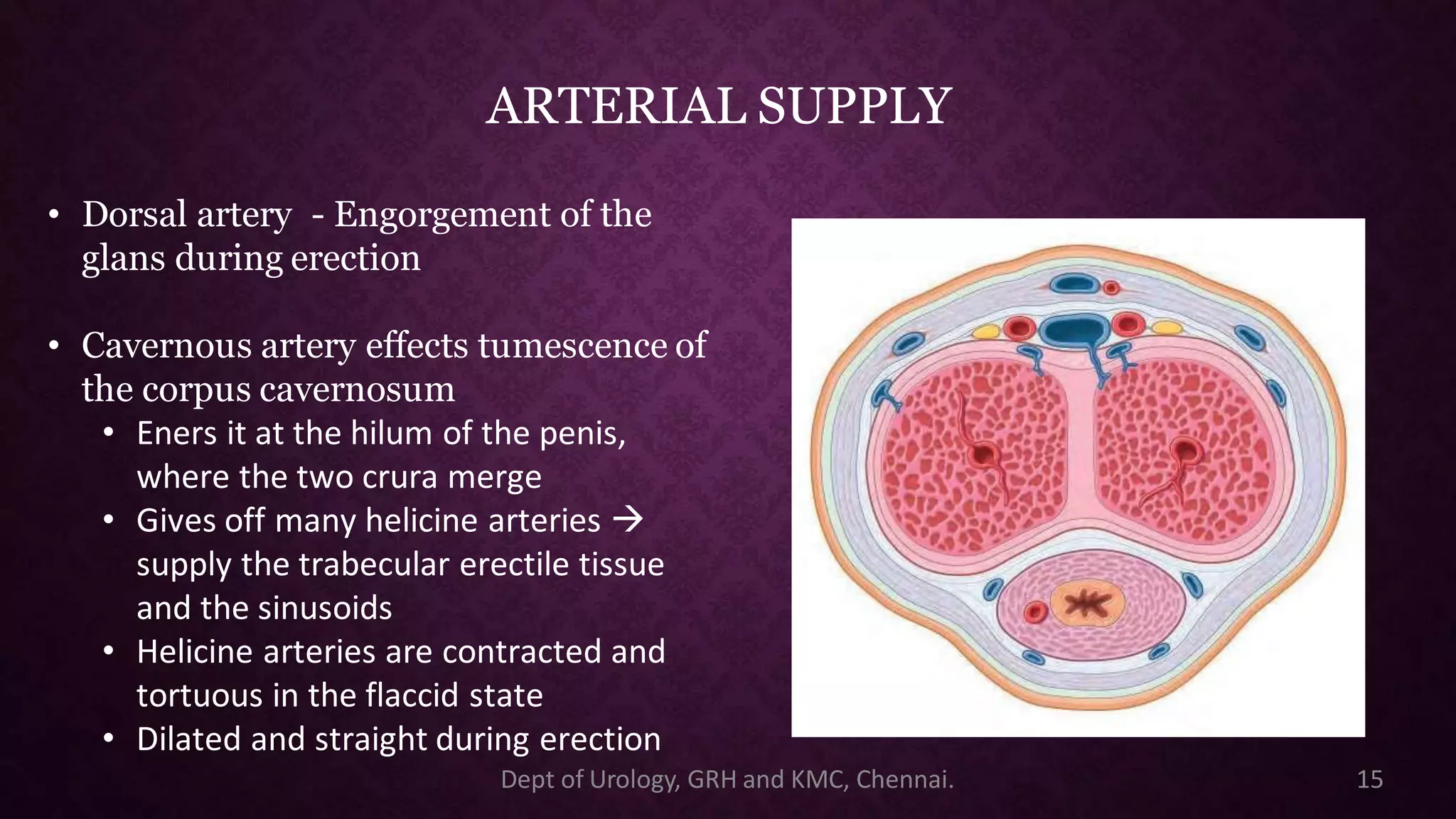 Penis Erection Physiology PDF penis-erection-physiology-pdf