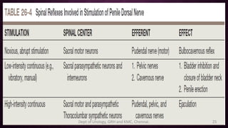 Filacio Penis erection physiology | PDF