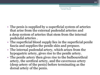 • The penis is supplied by a superficial system of arteries
that arise from the external pudendal arteries and
a deep system of arteries that stem from the internal
pudendal arteries .
• The superficial blood supply lies in the superficial penile
fascia and supplies the penile skin and prepuce.
• The internal pudendal artery, which arises from the
hypogastric artery, gives rise to the penile artery.
• The penile artery then gives rise to the bulbourethral
artery, the urethral artery, and the cavernous artery
(deep artery of the penis) before terminating as the
dorsal artery of the penis.
10
Dept of Urology, GRH
and KMC, Chennai.
 