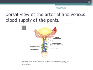 Dorsal view of the arterial and venous
blood supply of the penis.
14
Dept of Urology, GRH
and KMC, Chennai.
 