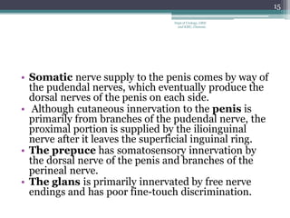 • Somatic nerve supply to the penis comes by way of
the pudendal nerves, which eventually produce the
dorsal nerves of the penis on each side.
• Although cutaneous innervation to the penis is
primarily from branches of the pudendal nerve, the
proximal portion is supplied by the ilioinguinal
nerve after it leaves the superficial inguinal ring.
• The prepuce has somatosensory innervation by
the dorsal nerve of the penis and branches of the
perineal nerve.
• The glans is primarily innervated by free nerve
endings and has poor fine-touch discrimination.
15
Dept of Urology, GRH
and KMC, Chennai.
 