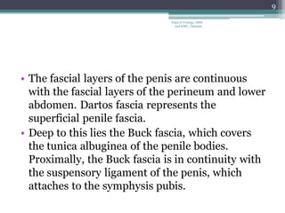 • The fascial layers of the penis are continuous
with the fascial layers of the perineum and lower
abdomen. Dartos fascia represents the
superficial penile fascia.
• Deep to this lies the Buck fascia, which covers
the tunica albuginea of the penile bodies.
Proximally, the Buck fascia is in continuity with
the suspensory ligament of the penis, which
attaches to the symphysis pubis.
9
Dept of Urology, GRH
and KMC, Chennai.
 