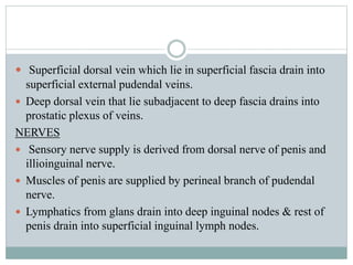  Superficial dorsal vein which lie in superficial fascia drain into
superficial external pudendal veins.
 Deep dorsal vein that lie subadjacent to deep fascia drains into
prostatic plexus of veins.
NERVES
 Sensory nerve supply is derived from dorsal nerve of penis and
illioinguinal nerve.
 Muscles of penis are supplied by perineal branch of pudendal
nerve.
 Lymphatics from glans drain into deep inguinal nodes & rest of
penis drain into superficial inguinal lymph nodes.
 