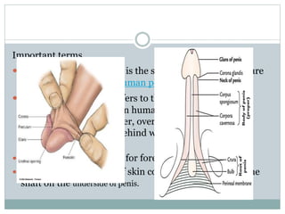 Important terms
 Glans- The glans penis is the sensitive bulbous structure
at the distal end of the human penis.
 Corona glandis- It refers to the circumference of the
base of the glans penis .In human males which forms a
rounded projecting border, overhanging a deep
retroglandular sulcus, behind which is the neck of
the penis.
 Prepuce - technical term for foreskin.
 Frenulum – Thin strip of skin connecting the glans to the
shaft on the underside of penis.
 