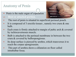 Anatomy of Penis
 Penis is the male organ of copulation
a) Root or attached portion.
 The root of penis is situated in superficial perineal pouch.
 It is composed of 3 erectile tissues , namely two crura & one
bulb.
 Each crura is firmly attached to margin of pubic arch & covered
by ischiocavernosus muscle.
 Bulb is attached to the perineal membrane in between the two
crura & covered by bulbospongiosus.
 Its deep surface is pierced by urethra ,which transverses it to
reach the corpus spongiousum.
 This part of urethra shows a dilatation on floor called
intrabulbar fossa.
 