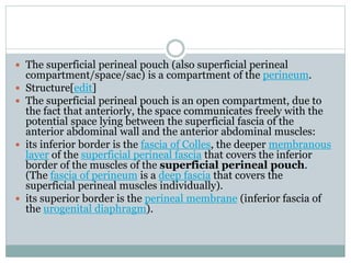  The superficial perineal pouch (also superficial perineal
compartment/space/sac) is a compartment of the perineum.
 Structure[edit]
 The superficial perineal pouch is an open compartment, due to
the fact that anteriorly, the space communicates freely with the
potential space lying between the superficial fascia of the
anterior abdominal wall and the anterior abdominal muscles:
 its inferior border is the fascia of Colles, the deeper membranous
layer of the superficial perineal fascia that covers the inferior
border of the muscles of the superficial perineal pouch.
(The fascia of perineum is a deep fascia that covers the
superficial perineal muscles individually).
 its superior border is the perineal membrane (inferior fascia of
the urogenital diaphragm).
 