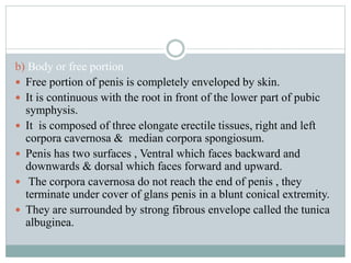 b) Body or free portion
 Free portion of penis is completely enveloped by skin.
 It is continuous with the root in front of the lower part of pubic
symphysis.
 It is composed of three elongate erectile tissues, right and left
corpora cavernosa & median corpora spongiosum.
 Penis has two surfaces , Ventral which faces backward and
downwards & dorsal which faces forward and upward.
 The corpora cavernosa do not reach the end of penis , they
terminate under cover of glans penis in a blunt conical extremity.
 They are surrounded by strong fibrous envelope called the tunica
albuginea.
 