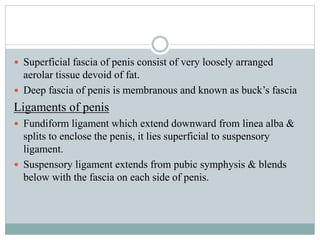  Superficial fascia of penis consist of very loosely arranged
aerolar tissue devoid of fat.
 Deep fascia of penis is membranous and known as buck’s fascia
Ligaments of penis
 Fundiform ligament which extend downward from linea alba &
splits to enclose the penis, it lies superficial to suspensory
ligament.
 Suspensory ligament extends from pubic symphysis & blends
below with the fascia on each side of penis.
 