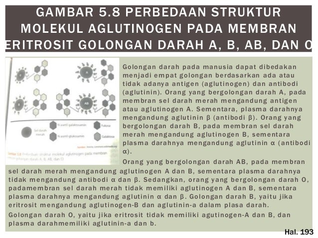 Penjelasan Gambar Bab 5 Sirkulasi Darah