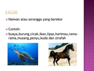  Haiwan    atau serangga yang berekor

 Contoh:
 buaya,burung,cicak,ikan,lipas,harimau,rama-
 rama,musang,penyu,kuda dan zirafah
 