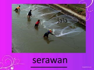 _______serawan
jala
 