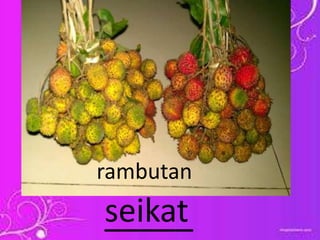 _____seikat
rambutan
 