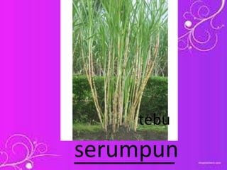 ________serumpun
tebu
 