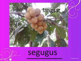 ________segugus
langsat
 
