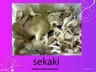 _____sekaki
 