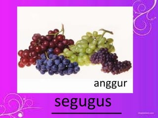 ________segugus
anggur
 