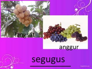 ________segugus
langsat
anggur
 