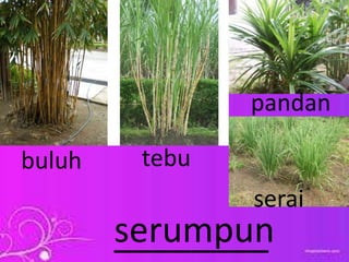 ________serumpun
buluh tebu
pandan
serai
 