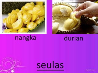 nangka durian
_____seulas
 