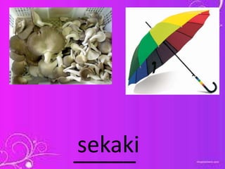 _____sekaki
 