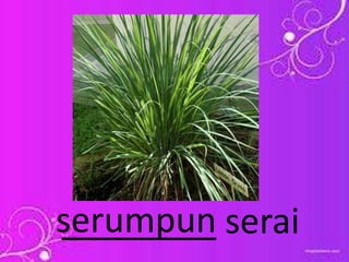 ________ seraiserumpun
 