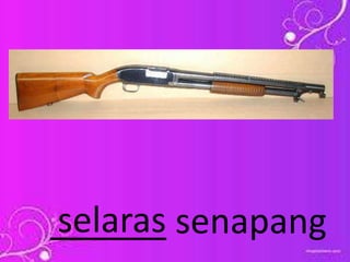 ______ senapangselaras
 