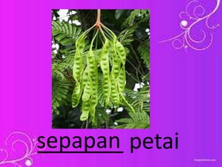 _______ petaisepapan
 