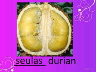 ______ durianseulas
 