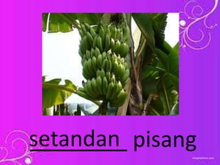 ________ pisangsetandan
 