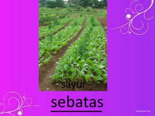 ______sebatas
sayur
 
