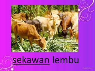 _______ lembusekawan
 