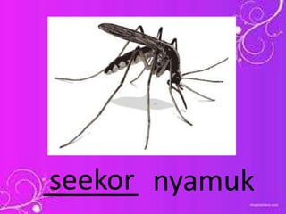 ______ nyamukseekor
 