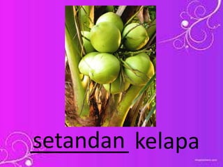 ________ kelapasetandan
 