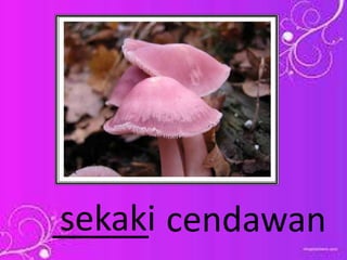 _____ cendawansekaki
 
