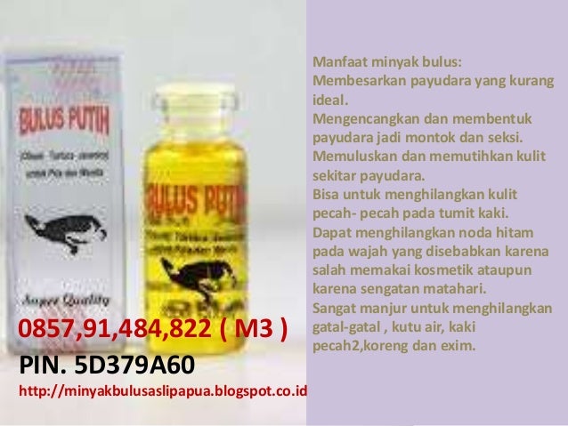penjual minyak bulus asli di yogyakarta minyak bulus penjual minyak bulus asli di yogyakarta minyak bulus