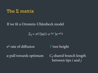 The Σ matrix
If we fit a Ornstein-Uhlenbeck model
Σij = σ2/2α(1-e-2αT)e-αCij
σ2 rate of diﬀusion
α pull towards optimum
T tree height
Cij shared branch length
between tips i and j
 